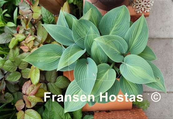 Hosta Goldbrook Glimmer