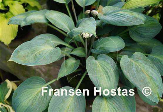 Hosta Goldbrook Glimmer