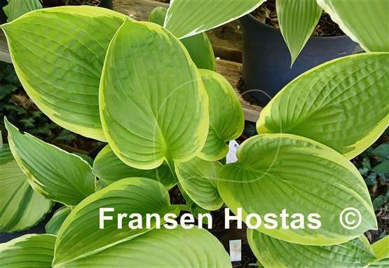 Hosta Goldbrook Gratis