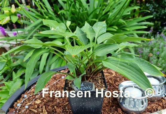 Hosta Goldbrook Grayling