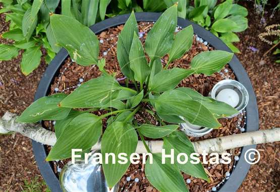 Hosta Goldbrook Grayling