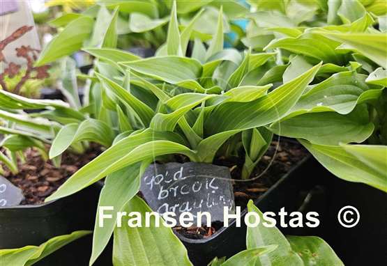 Hosta Goldbrook Grayling