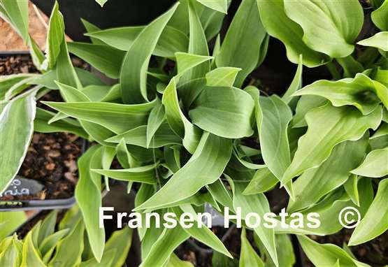 Hosta Goldbrook Grayling