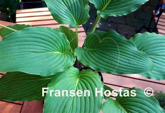 Hosta Goldbrook Grebe