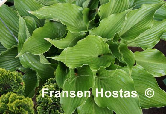 Hosta Goldbrook Galleon