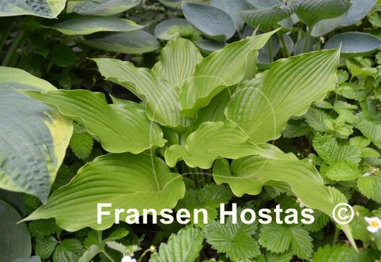 Hosta Goldbrook Galleon