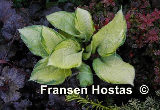 Hosta Goldbrook Gayle