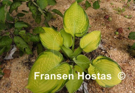 Hosta Goldbrook Gayle