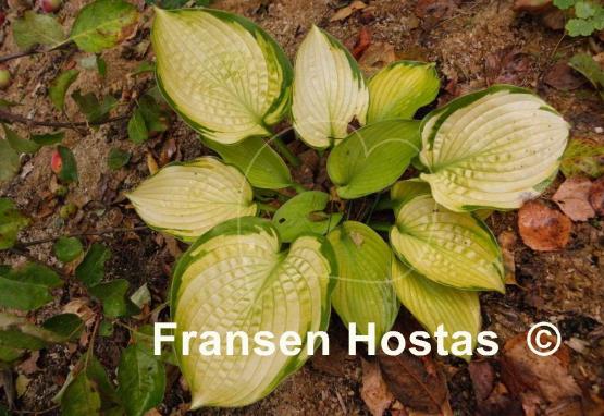 Hosta Goldbrook Gayle