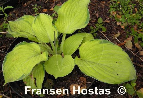 Hosta Goldbrook Gayle