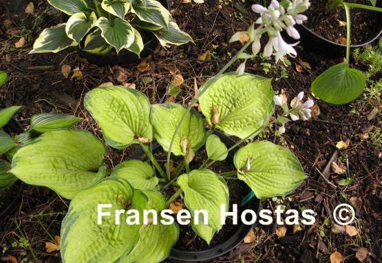 Hosta Goldbrook Gayle