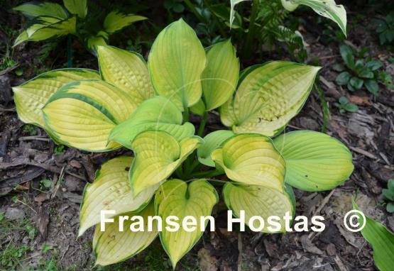 Hosta Goldbrook Gayle