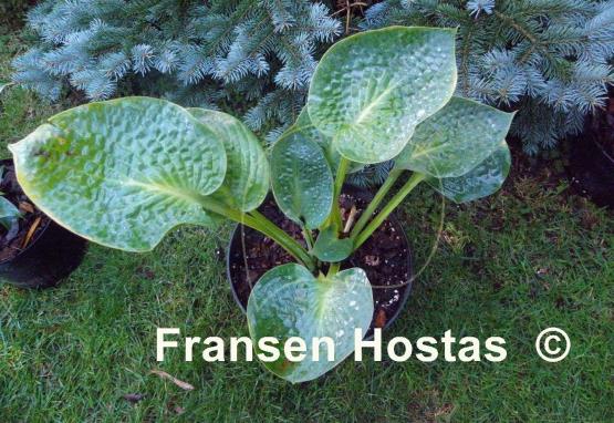 Hosta Goldbrook Gaynor