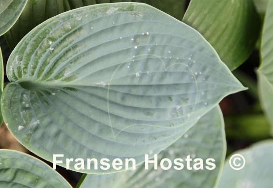 Hosta Goldbrook Gaynor
