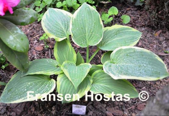 Hosta Goldbrook Glamour