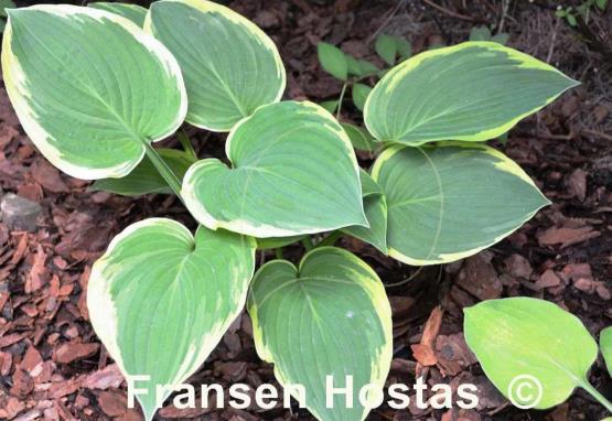 Hosta Goldbrook Glamour