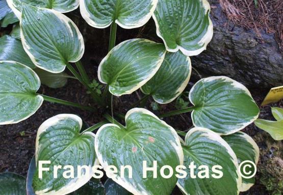 Hosta Goldbrook Glamour