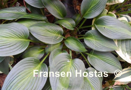 Hosta Goldbrook Glimmer