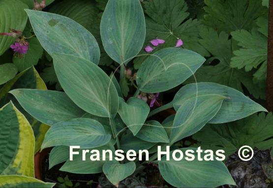 Hosta Goldbrook Glimmer