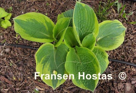 Hosta Goldbrook Glory
