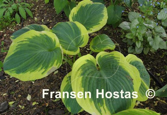Hosta Goldbrook Glory