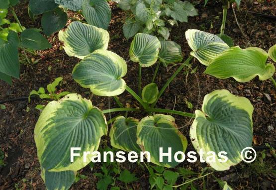 Hosta Goldbrook Glory
