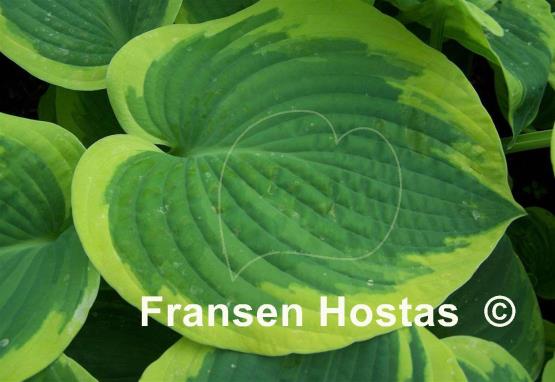 Hosta Goldbrook Glory