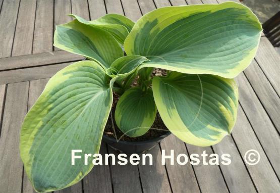 Hosta Goldbrook Glory