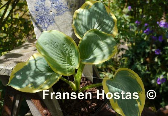Hosta Goldbrook Glory