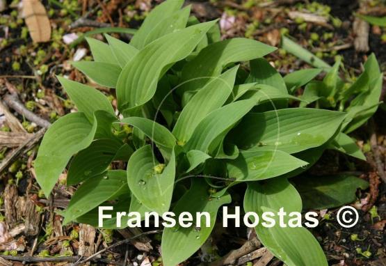 Hosta Goldbrook Grayling