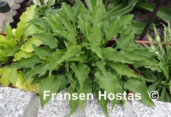 Hosta Goldbrook Grayling