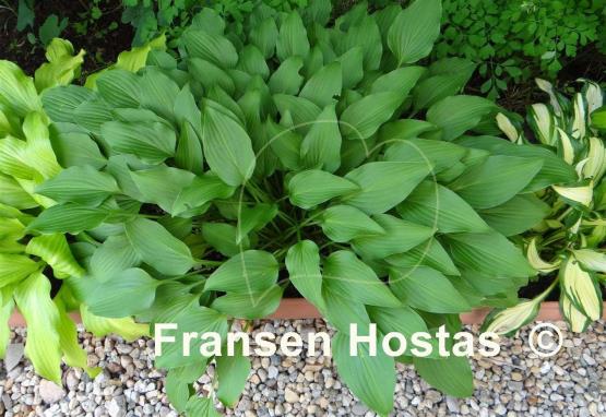 Hosta Goldbrook Grayling