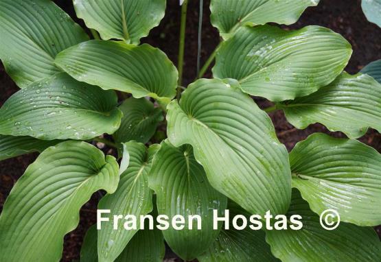 Hosta Goldbrook Grebe