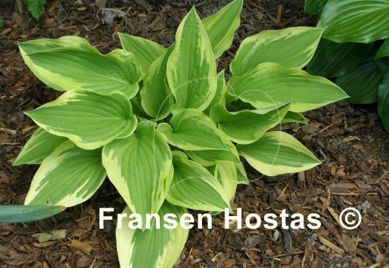 Hosta Goldbrook