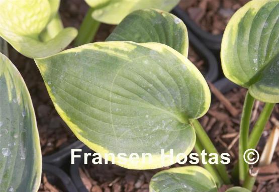 Hosta Goldcirkel