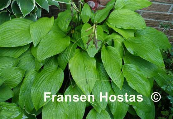Hosta Golden Age