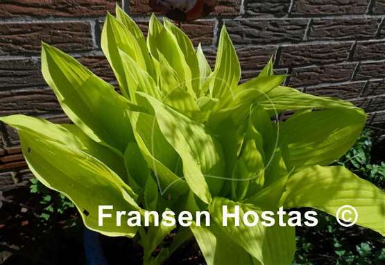 Hosta Golden Age
