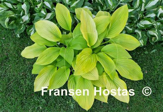 Hosta Golden Age