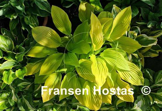 Hosta Golden Age