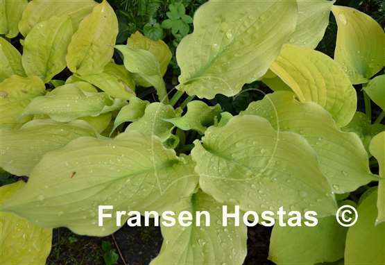Hosta Golden Anniversary