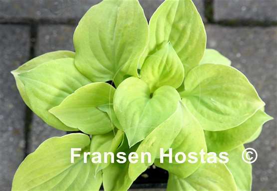 Hosta Golden Eye