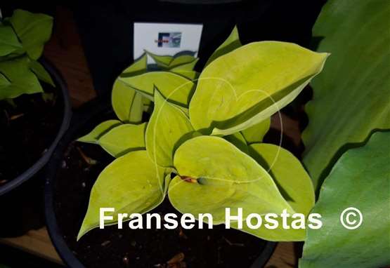 Hosta Golden Eye
