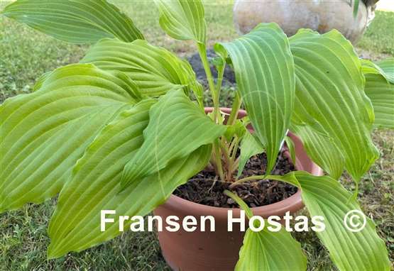 Hosta Golden Fountain