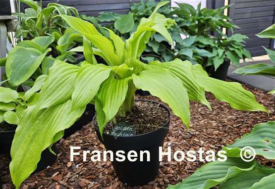 Hosta Golden Fountain