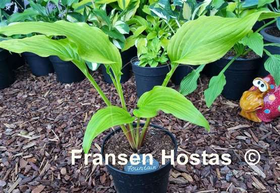 Hosta Golden Fountain