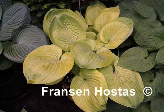 Hosta Golden Friendship