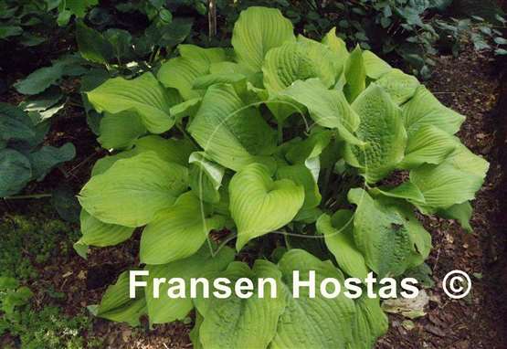 Hosta Golden Gate