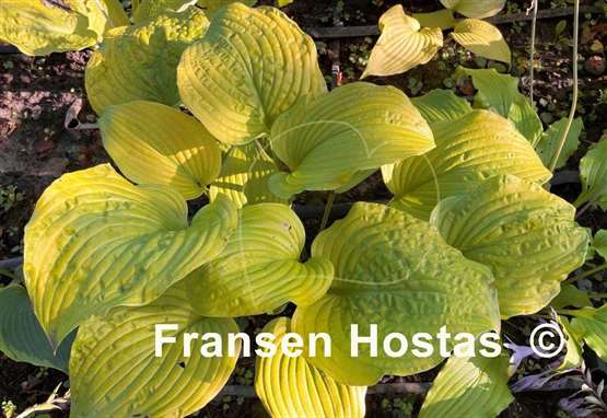 Hosta Golden Gate