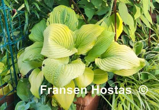 Hosta Golden Gate