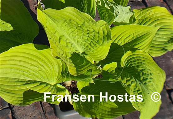Hosta Golden Gate